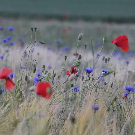 Frauke Comfortable Middelhagen